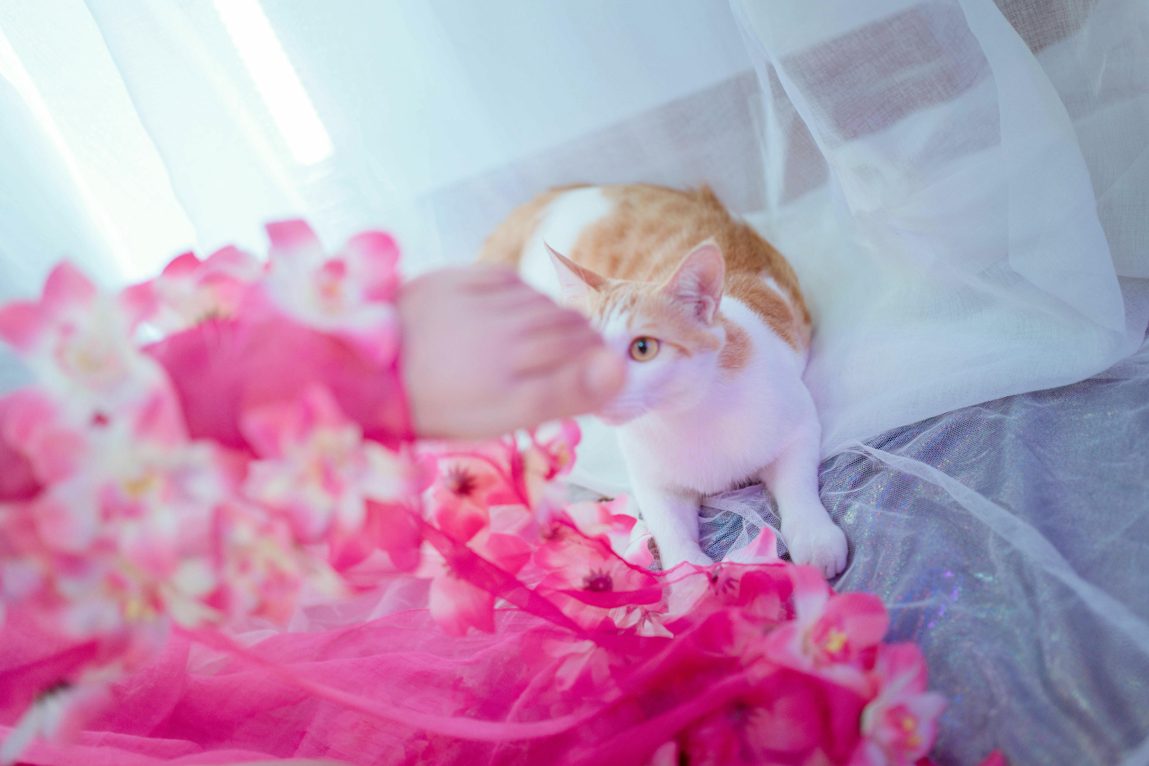 阿半今天很开心 NO.011 杀生学院 [25P-65MB]_第1集