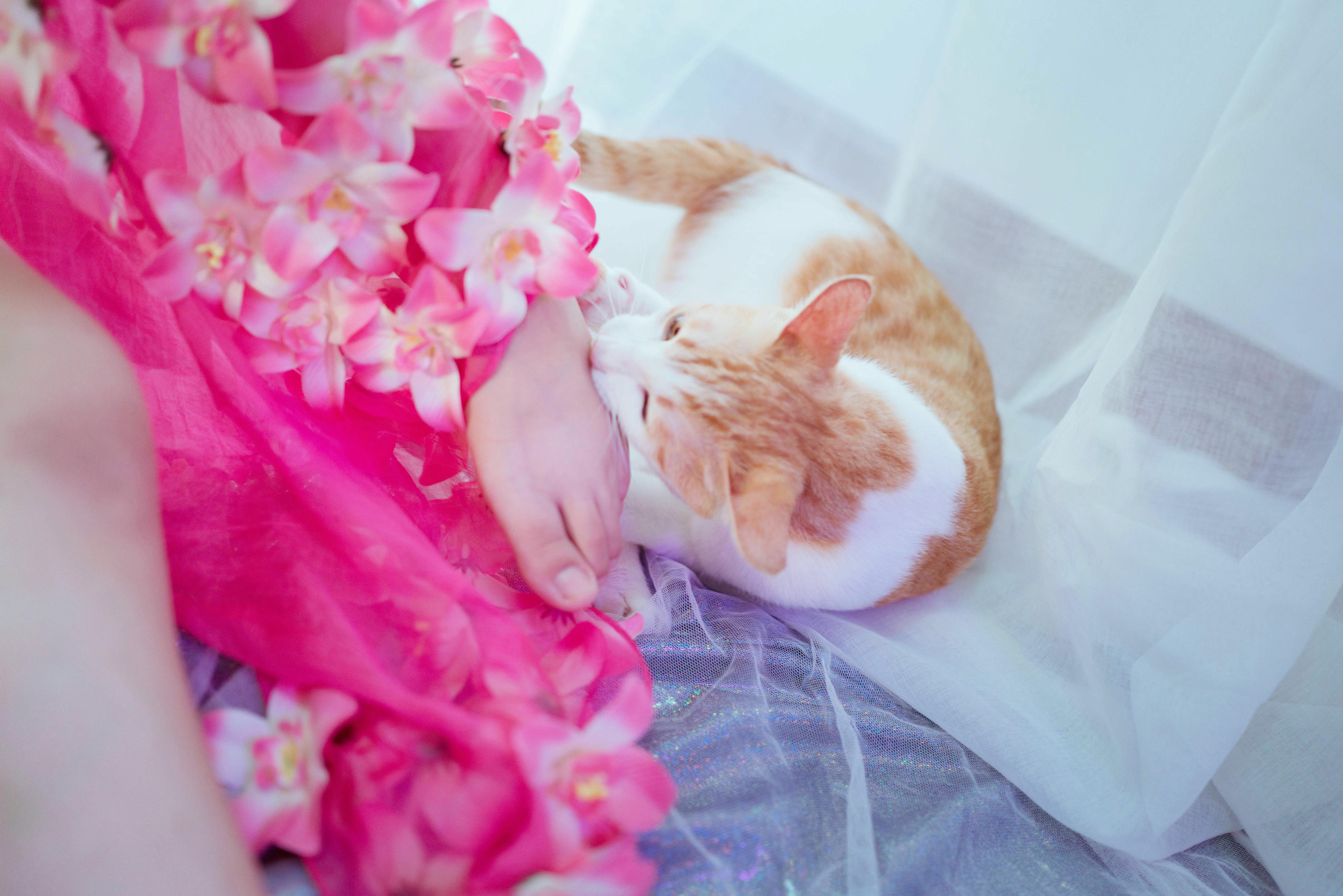 阿半今天很开心 NO.011 杀生学院 [25P-65MB]_第1集