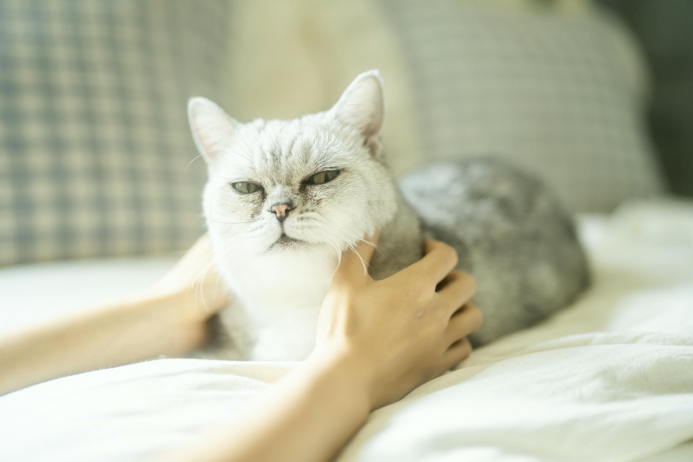 蠢沫沫 NO.308 作品[618P-5.53GB]-28_第1集