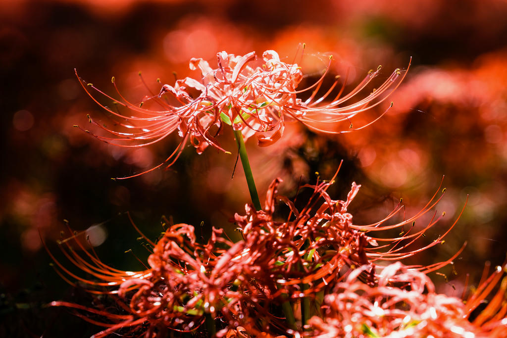 ElyEE子 NO.136 23年10月订阅 [86P2V-302MB]-C-Red Higanbana 殷紅彼岸 [36P-125MB]_第2集