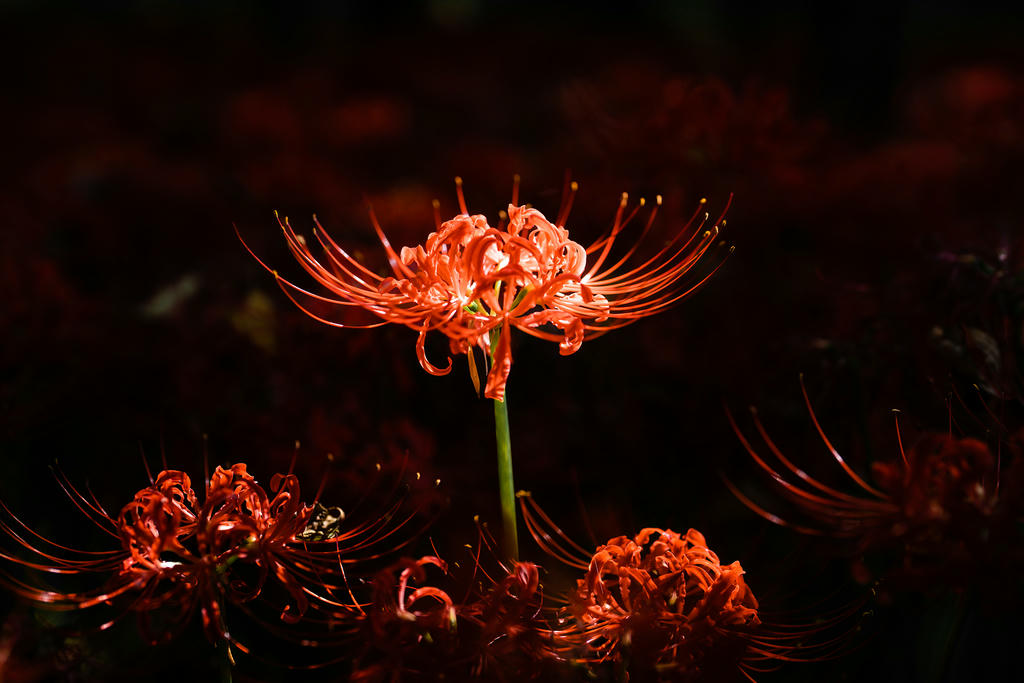 ElyEE子 NO.136 23年10月订阅 [86P2V-302MB]-C-Red Higanbana 殷紅彼岸 [36P-125MB]_第2集