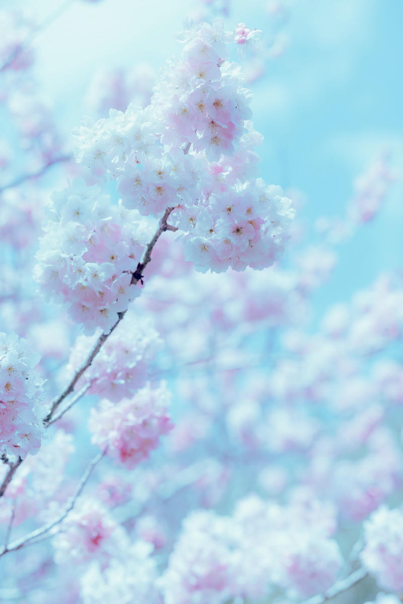 ElyEE子 NO.143 April-Tier 3 [113P5V 424MB]-A.17°C Pink Sakura17°C粉櫻_第2集