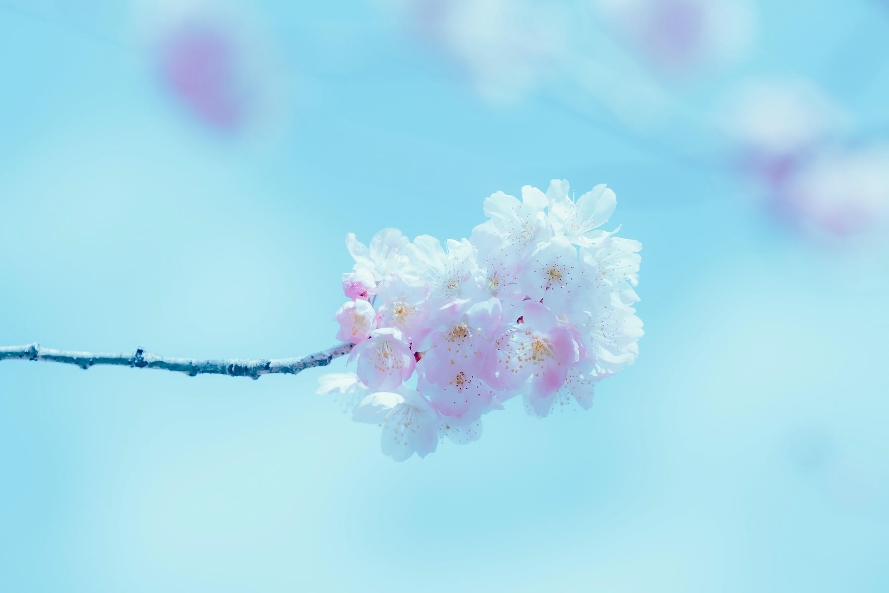 ElyEE子 NO.143 April-Tier 3 [113P5V 424MB]-A.17°C Pink Sakura17°C粉櫻_第2集