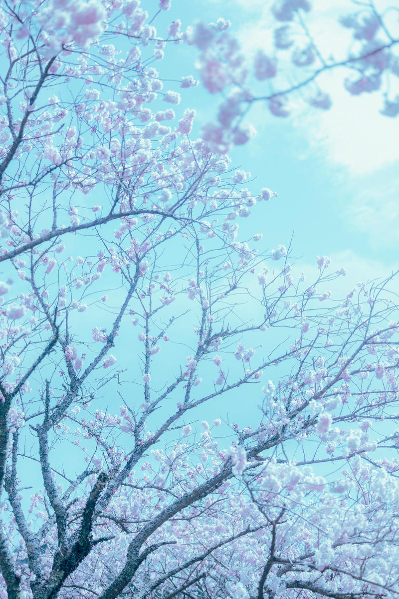 ElyEE子 NO.143 April-Tier 3 [113P5V 424MB]-A.17°C Pink Sakura17°C粉櫻_第2集