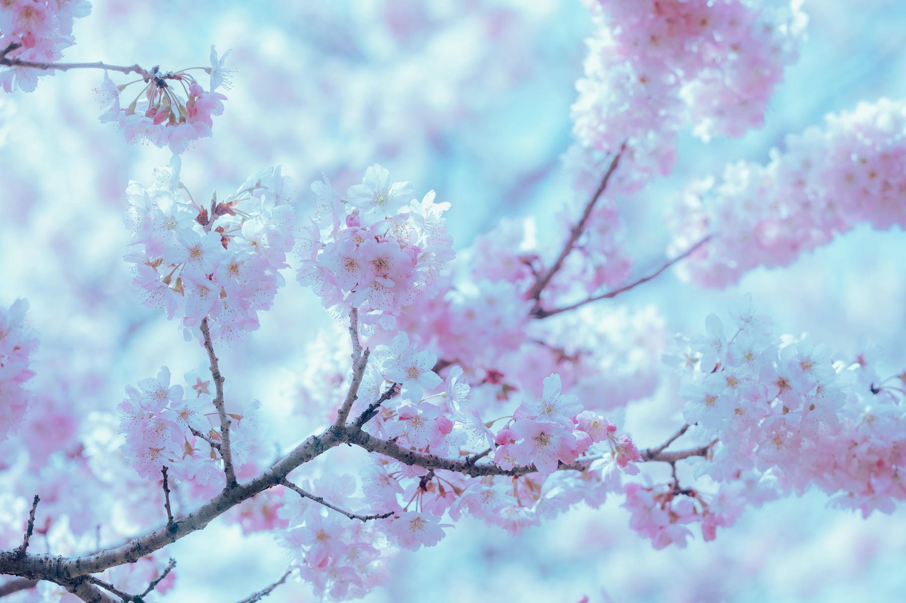 ElyEE子 NO.143 April-Tier 3 [113P5V 424MB]-A.17°C Pink Sakura17°C粉櫻_第3集