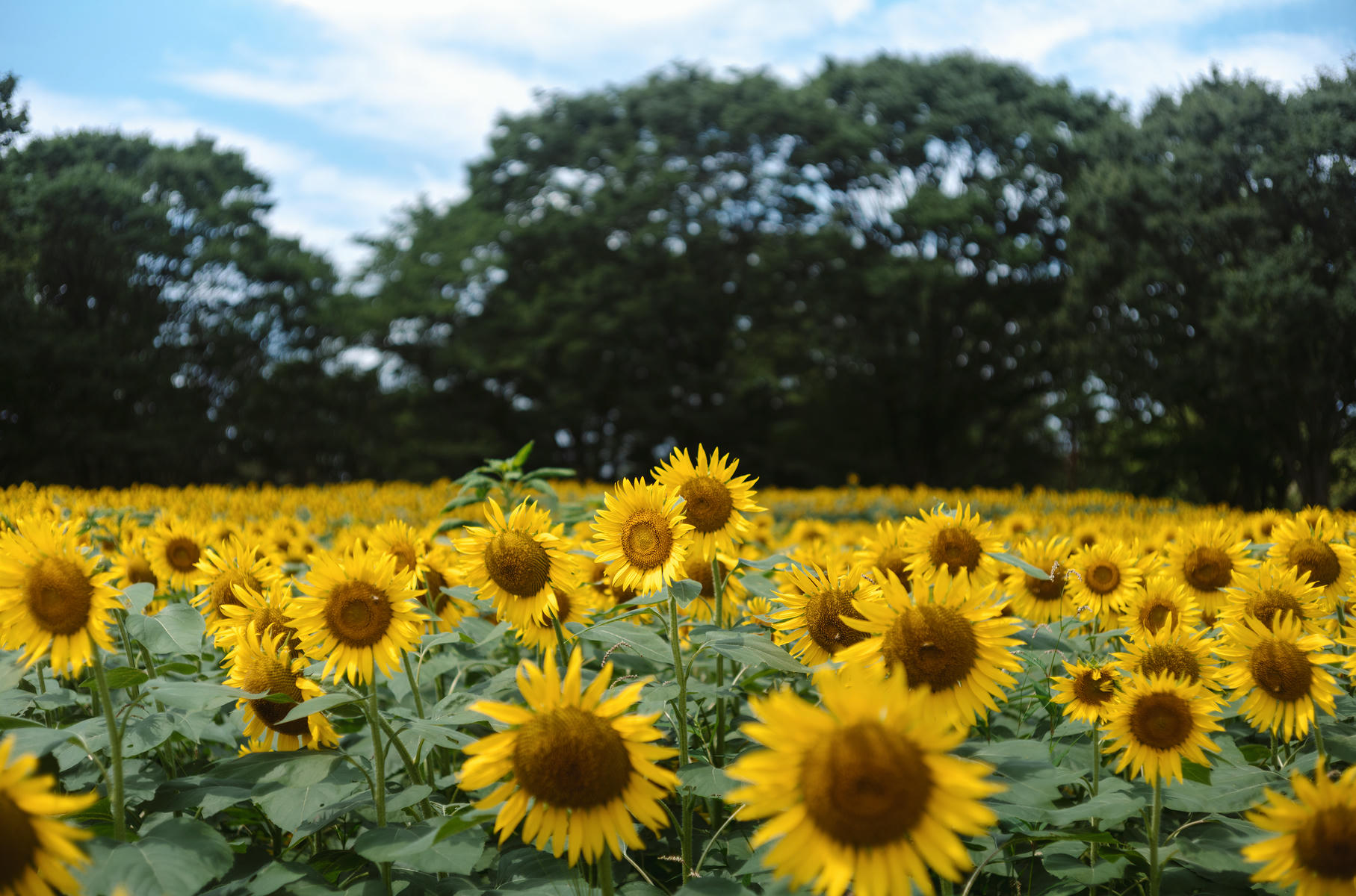 ElyEE子 NO.155 2024.September-Tier 4 [114P5V 486MB]-Kazami Yuuka ~ 幽香花海_第1集