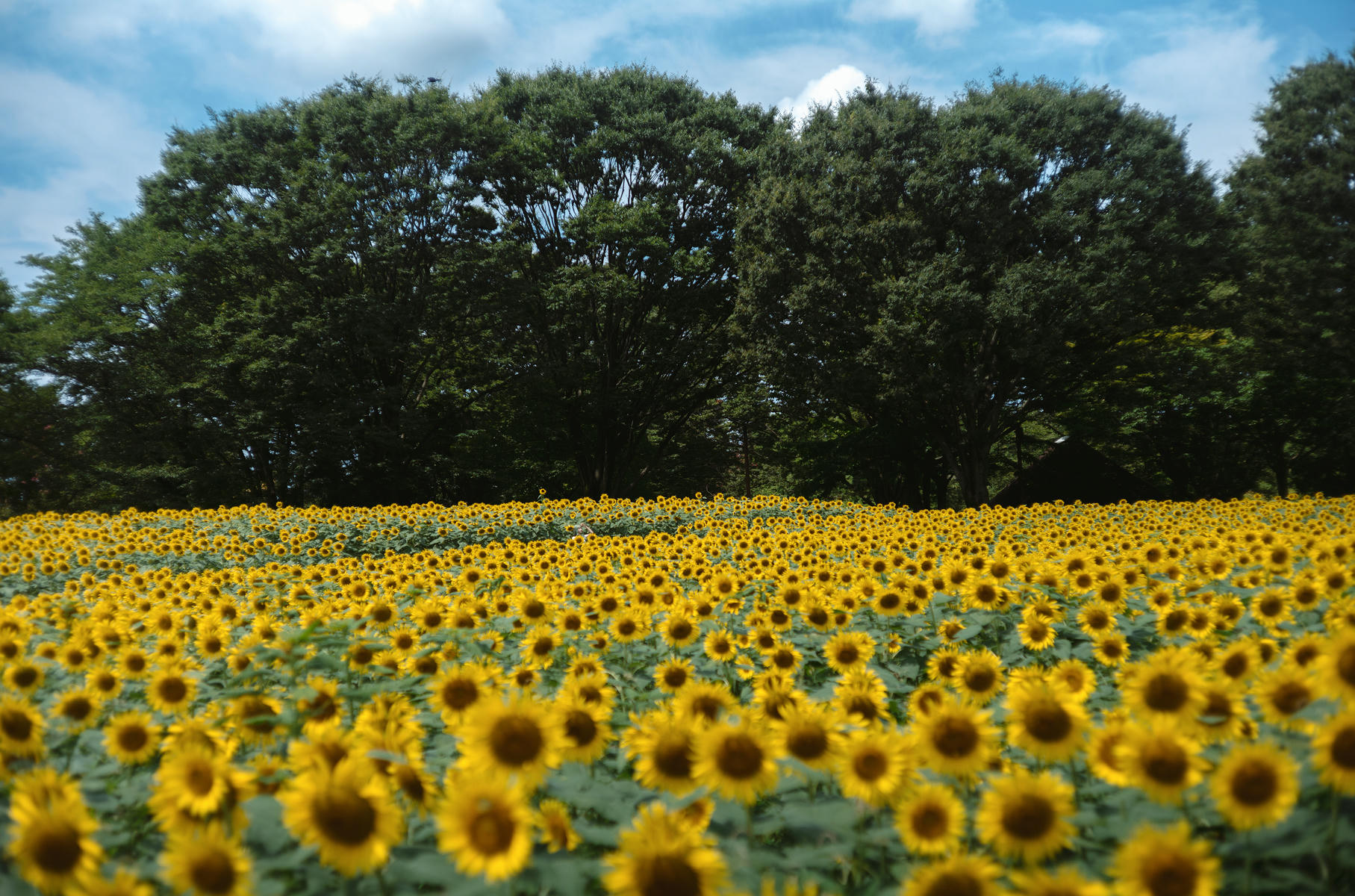 ElyEE子 NO.155 2024.September-Tier 4 [114P5V 486MB]-Kazami Yuuka ~ 幽香花海_第1集