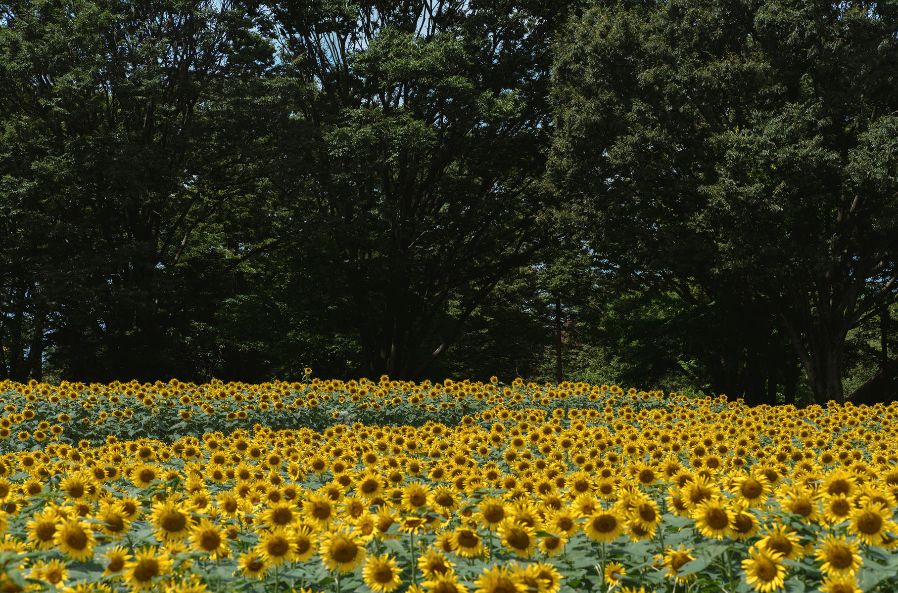 ElyEE子 NO.155 2024.September-Tier 4 [114P5V 486MB]-Kazami Yuuka ~ 幽香花海_第1集
