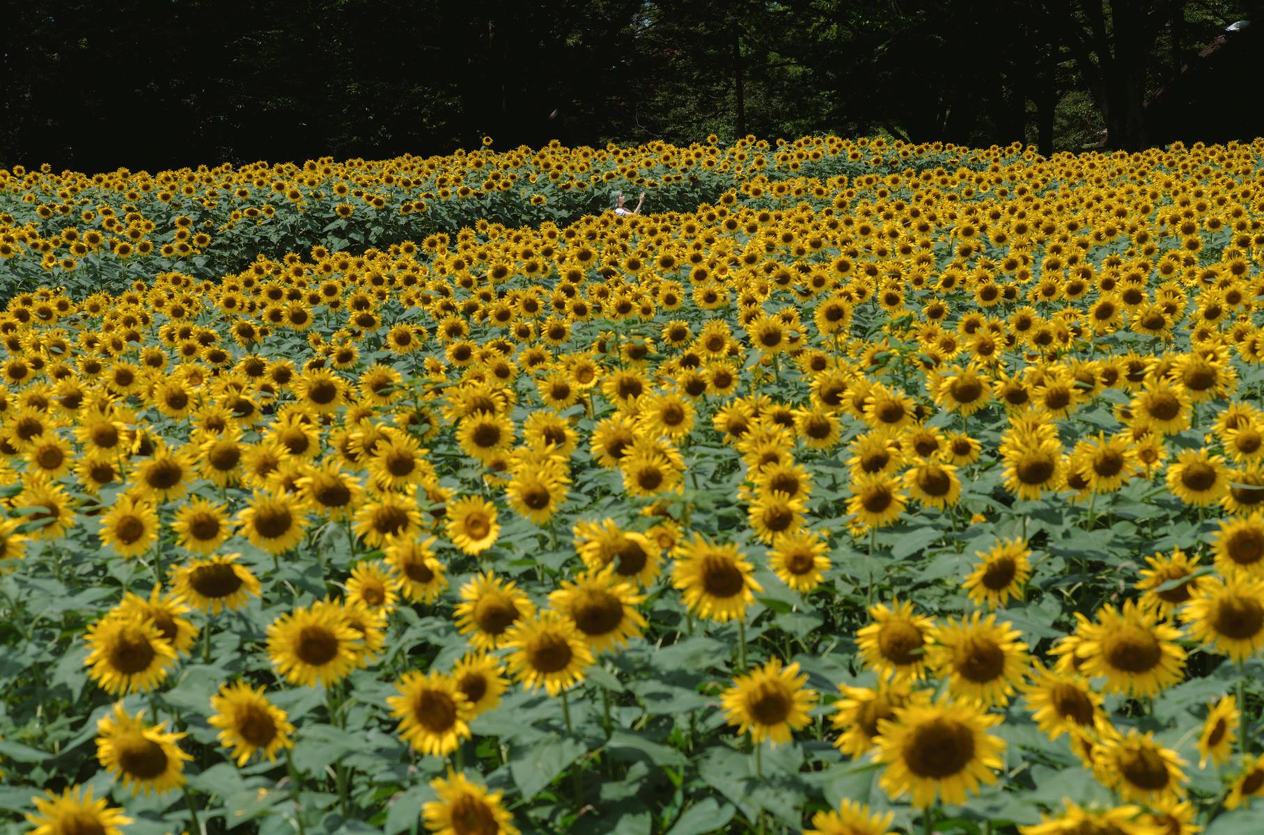 ElyEE子 NO.155 2024.September-Tier 4 [114P5V 486MB]-Kazami Yuuka ~ 幽香花海_第1集