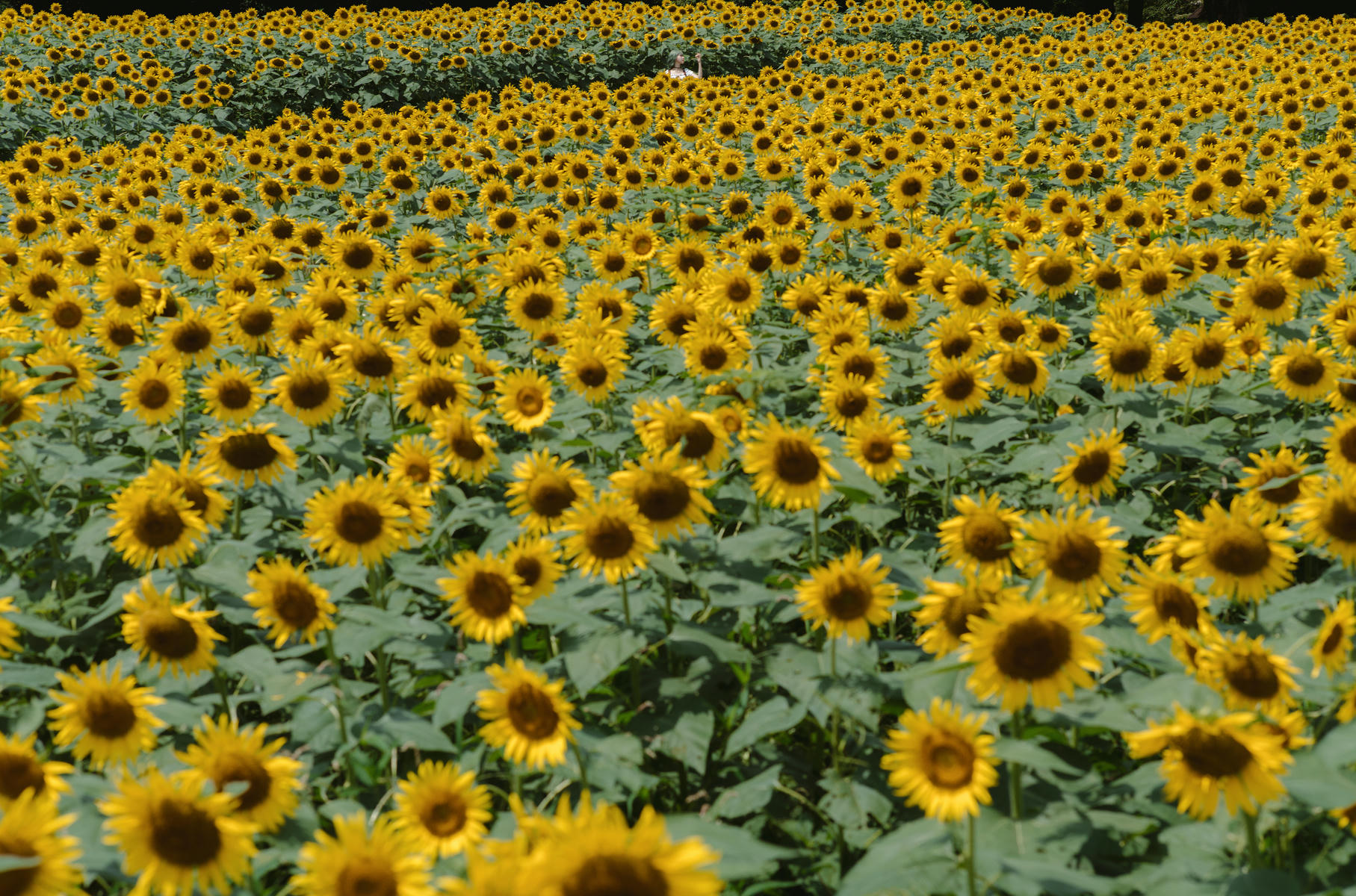 ElyEE子 NO.155 2024.September-Tier 4 [114P5V 486MB]-Kazami Yuuka ~ 幽香花海_第1集