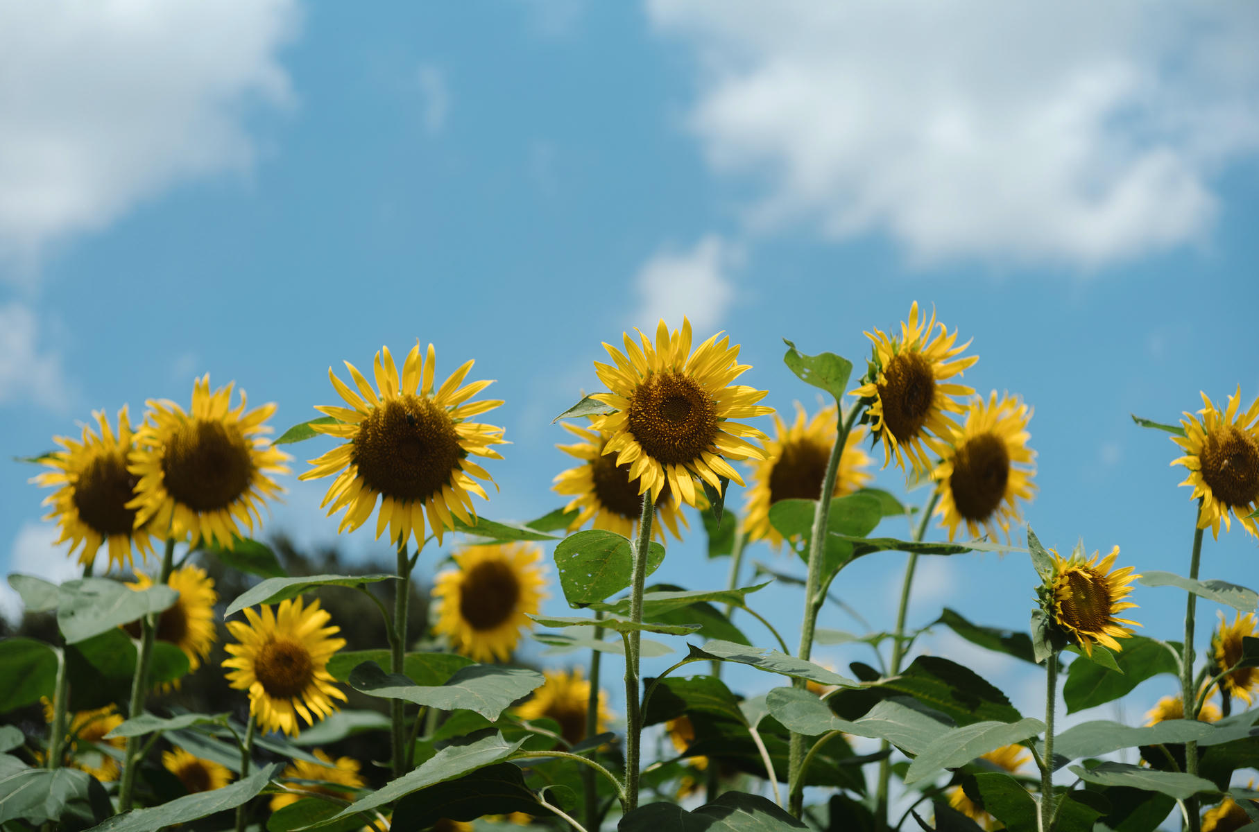 ElyEE子 NO.155 2024.September-Tier 4 [114P5V 486MB]-Kazami Yuuka ~ 幽香花海_第2集