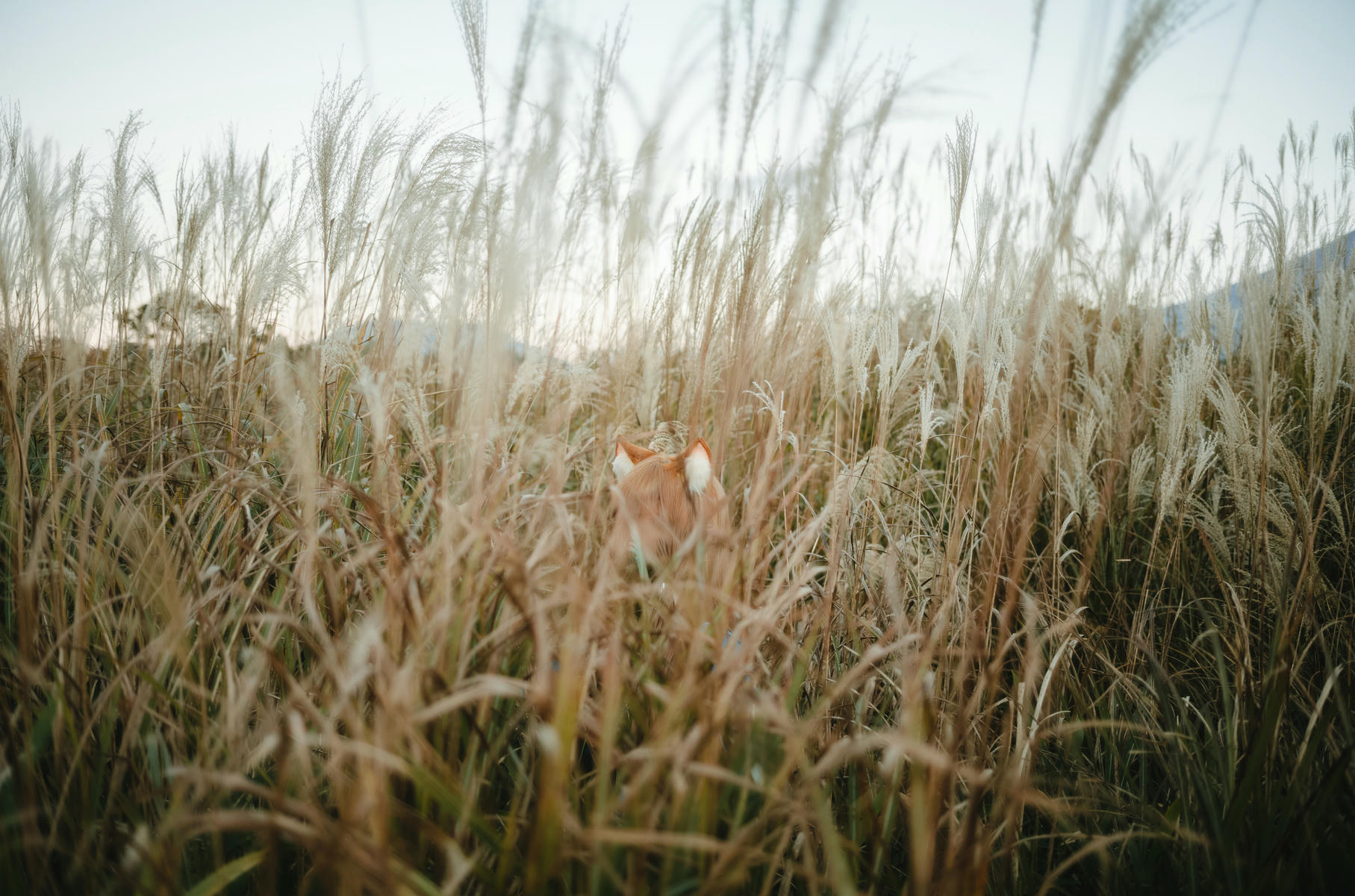 ElyEE子 NO.160 2024年12月订阅 (3套)[129P7V 552M]-B-Soft Glow狼與暖陽 [52P 1V]_第3集