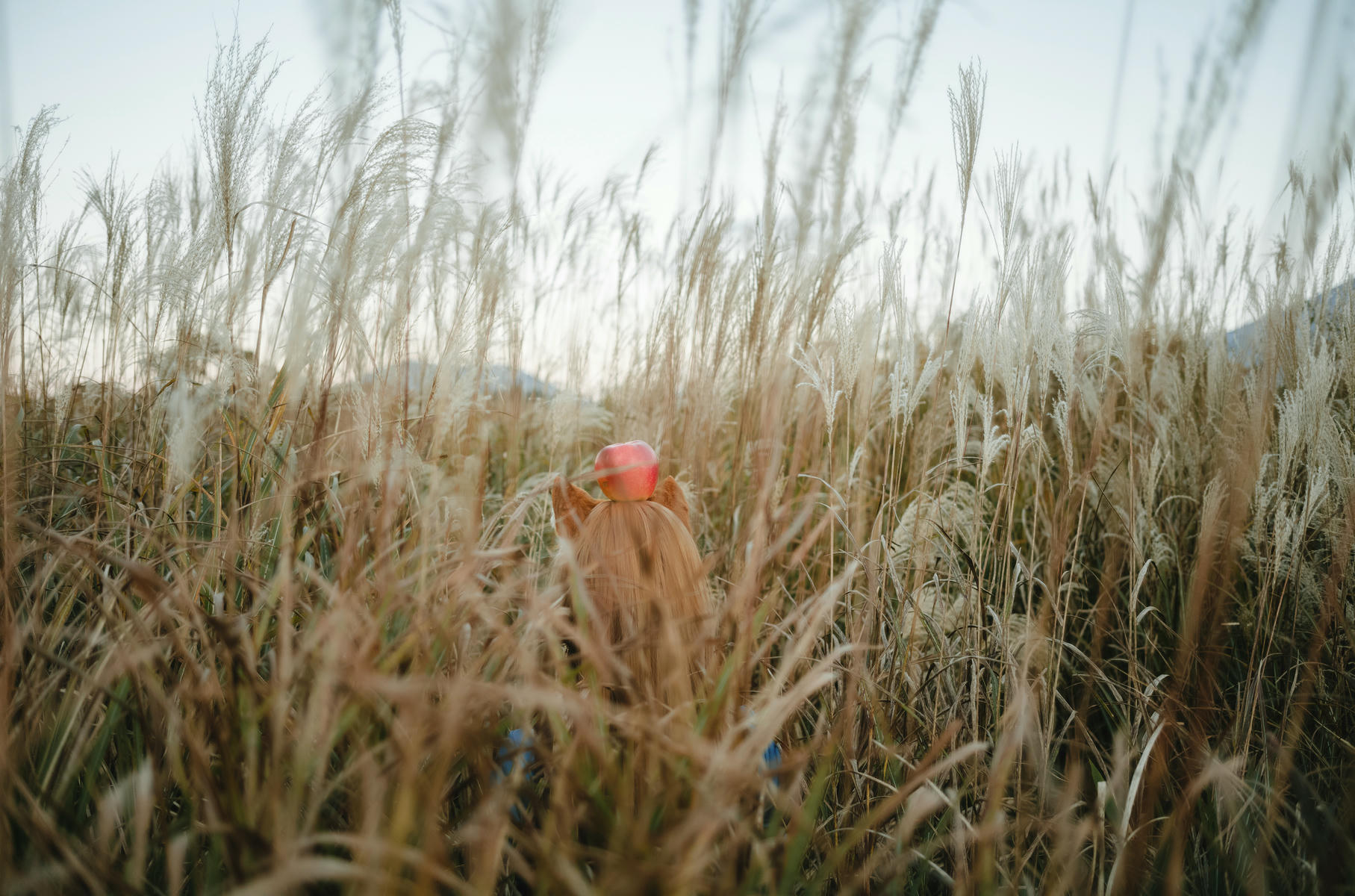 ElyEE子 NO.160 2024年12月订阅 (3套)[129P7V 552M]-B-Soft Glow狼與暖陽 [52P 1V]_第3集