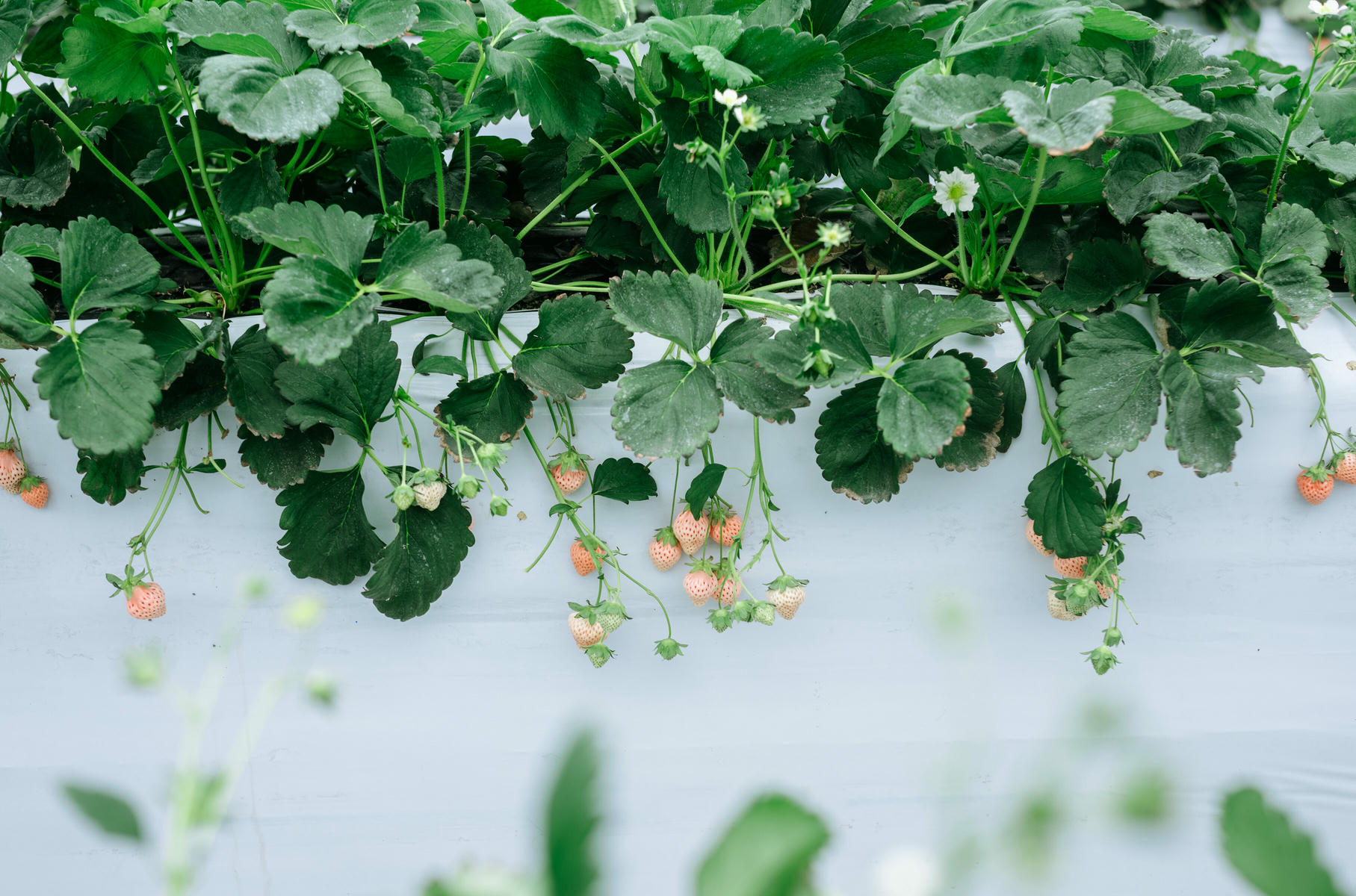 ElyEE子 NO.165 Strawberry Picking Date [34P2V 128MB]_第1集