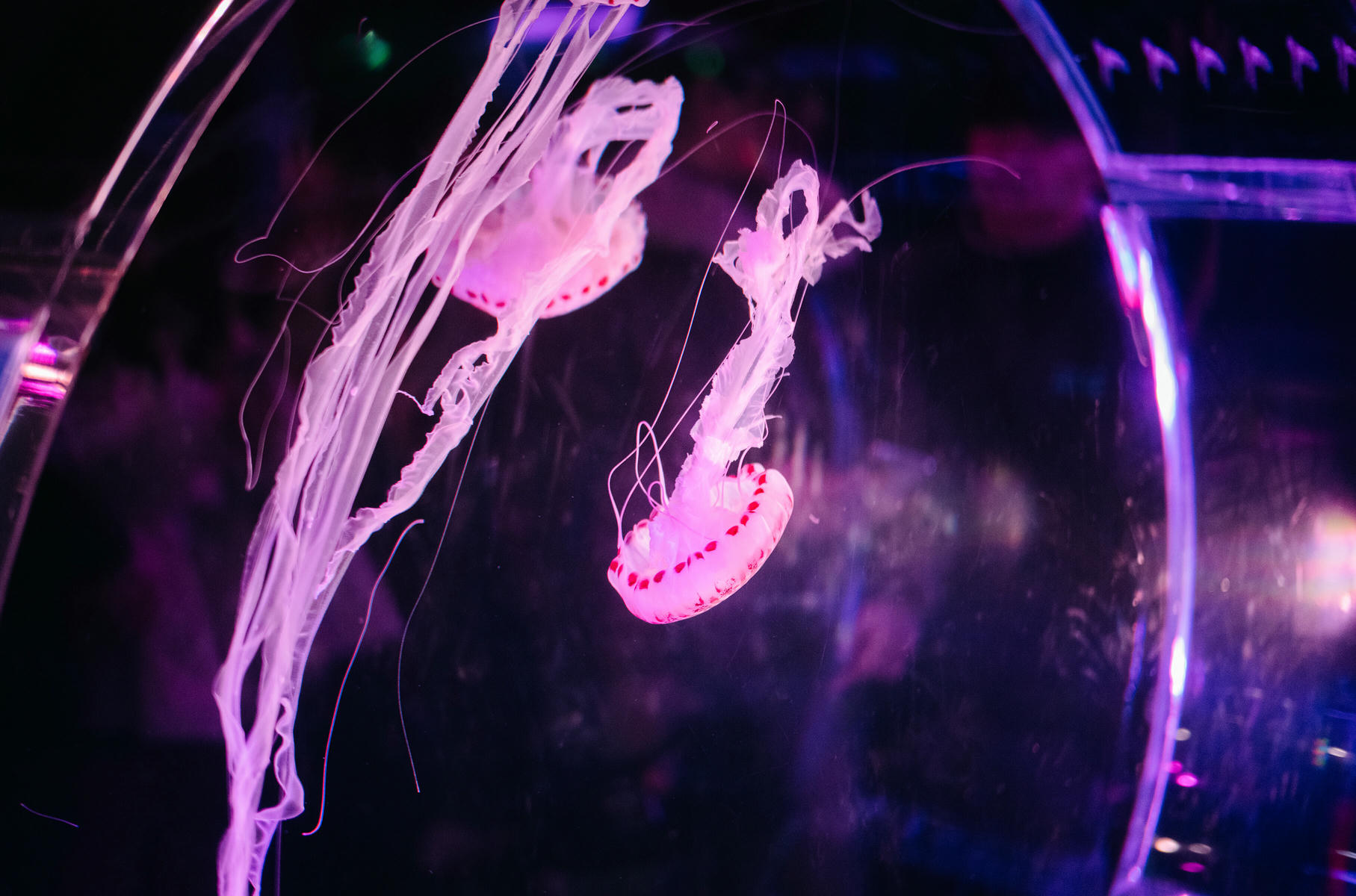 ElyEE子 NO.165 Strawberry Picking Date [34P2V 128MB]_第2集