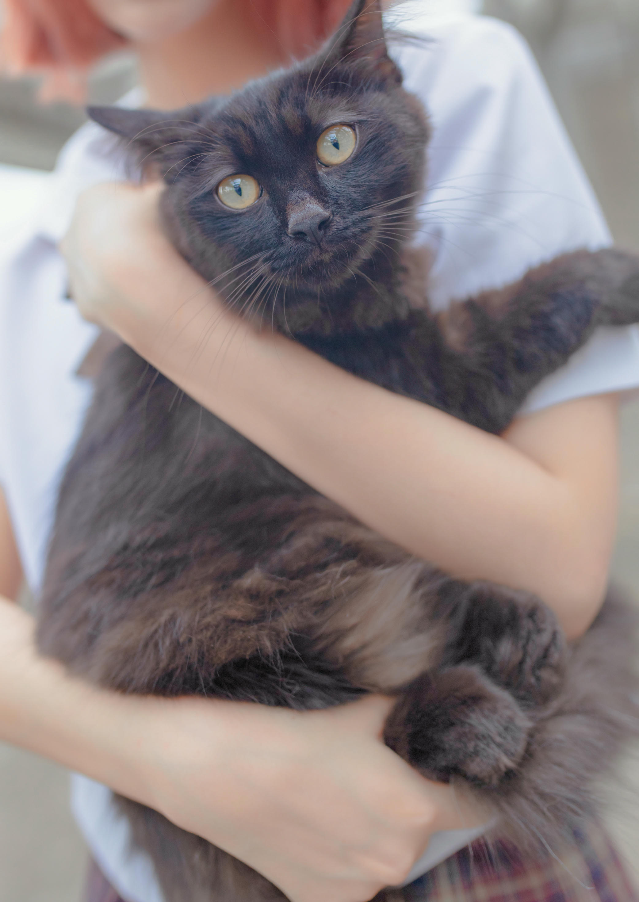 疯猫ss NO.046 和猫 [18P-252MB]_第1集