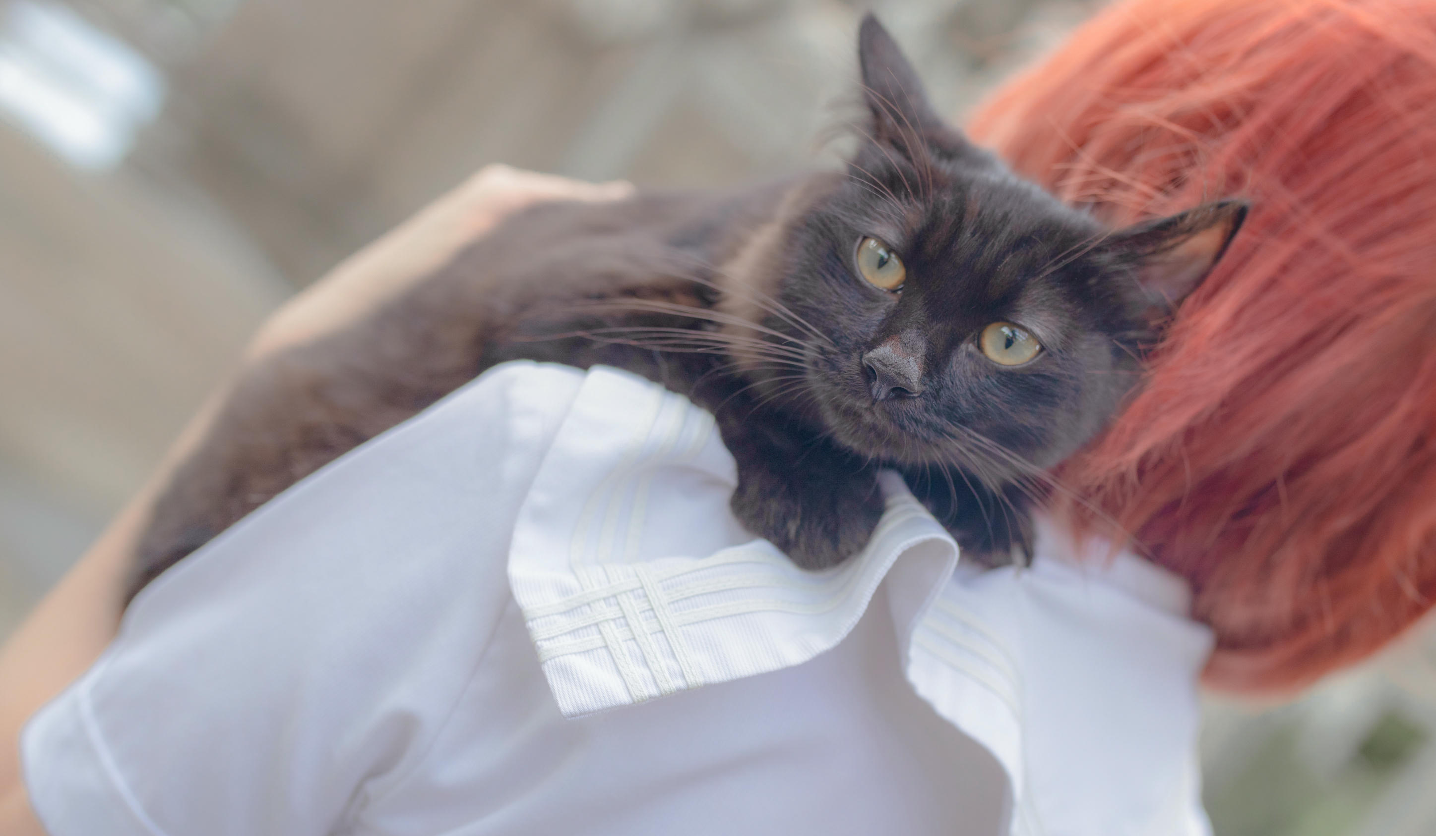 疯猫ss NO.046 和猫 [18P-252MB]_第1集