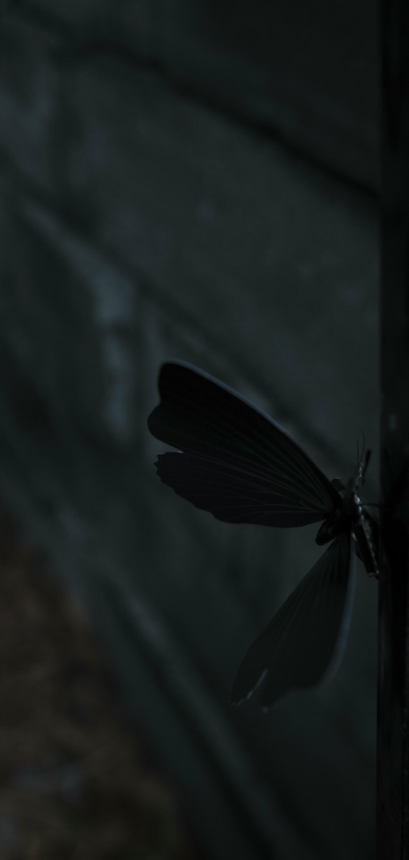 疯猫ss NO.061 化蝶 [60P-775MB]_第1集