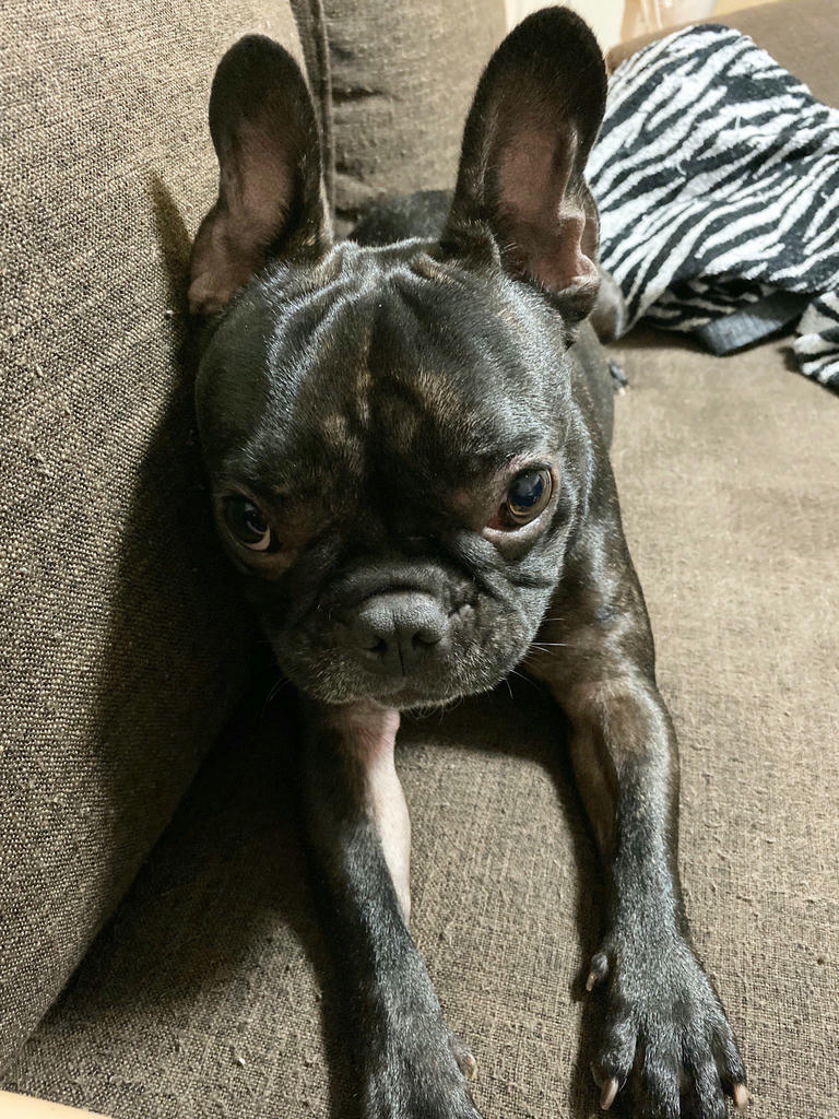 日本coser-いくみ – (193iKkyu3) [Twitter] (10.11.2022) [2476P116V-1.04GB]_第51集