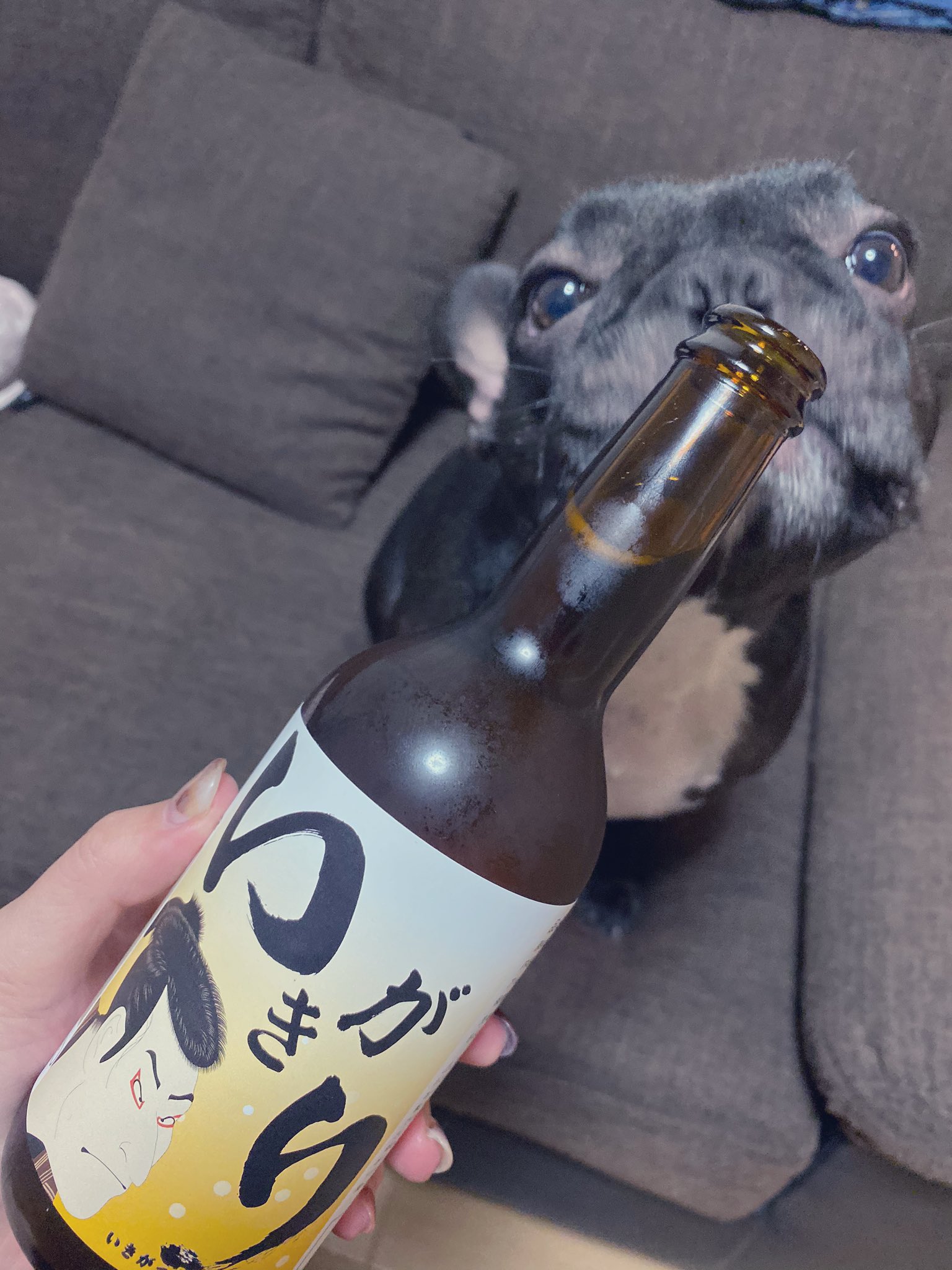 日本coser-いくみ – (193iKkyu3) [Twitter] (10.11.2022) [2476P116V-1.04GB]_第51集