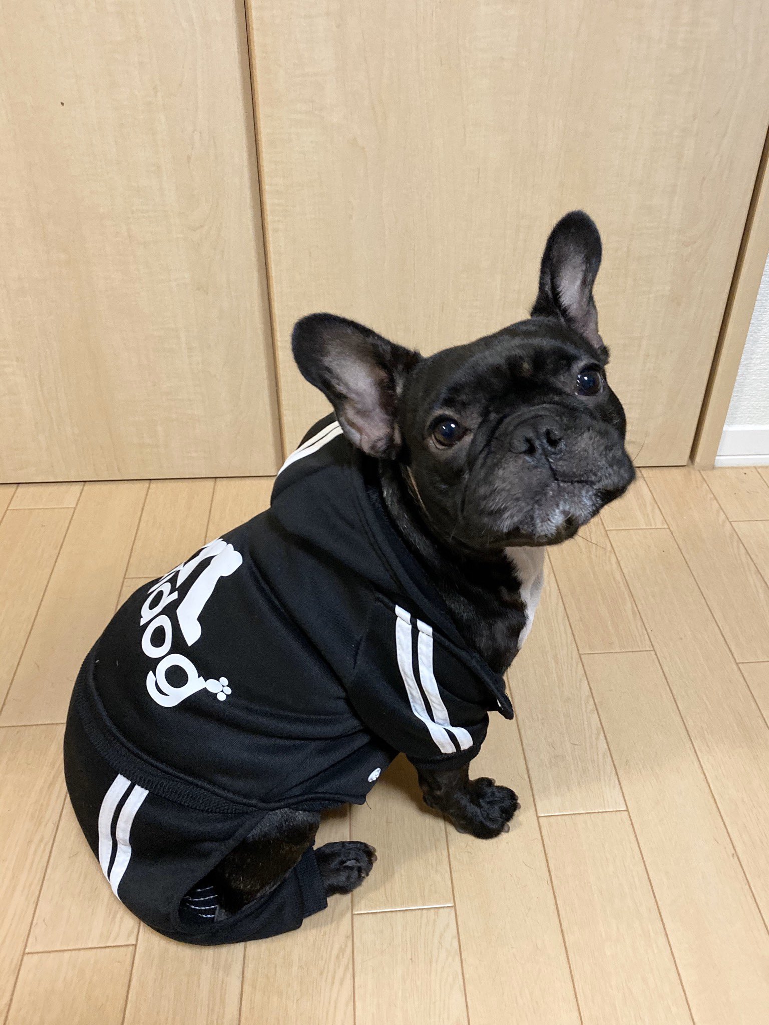 日本coser-いくみ – (193iKkyu3) [Twitter] (10.11.2022) [2476P116V-1.04GB]_第52集