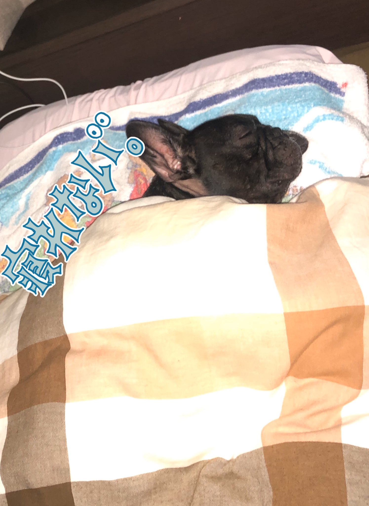 日本coser-いくみ – (193iKkyu3) [Twitter] (10.11.2022) [2476P116V-1.04GB]_第52集