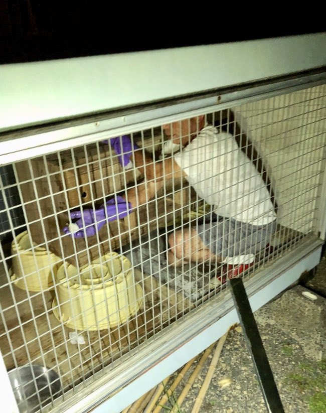 日本coser-いくみ – (193iKkyu3) [Twitter] (10.11.2022) [2476P116V-1.04GB]_第55集