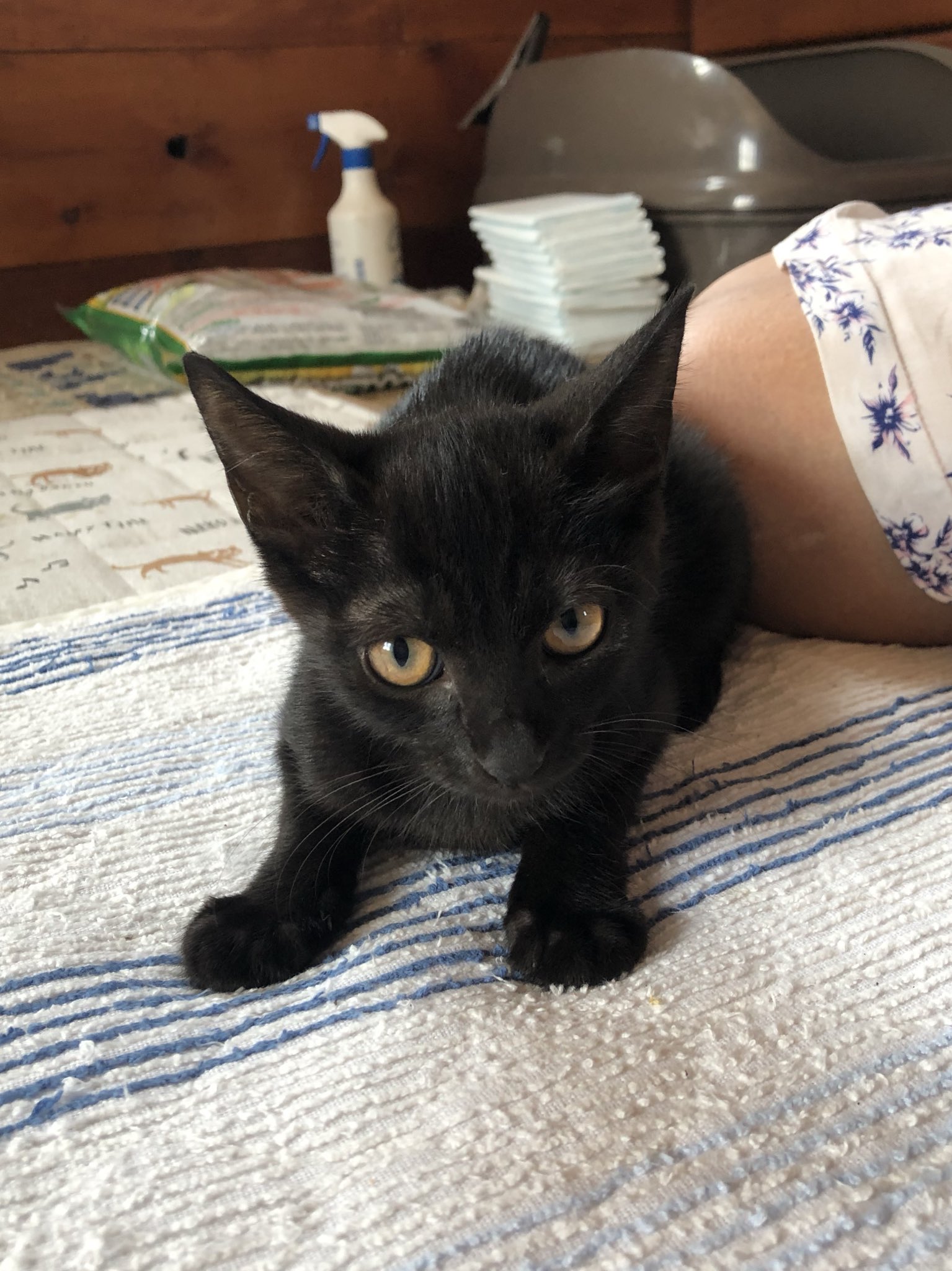 日本coser-いくみ – (193iKkyu3) [Twitter] (10.11.2022) [2476P116V-1.04GB]_第55集