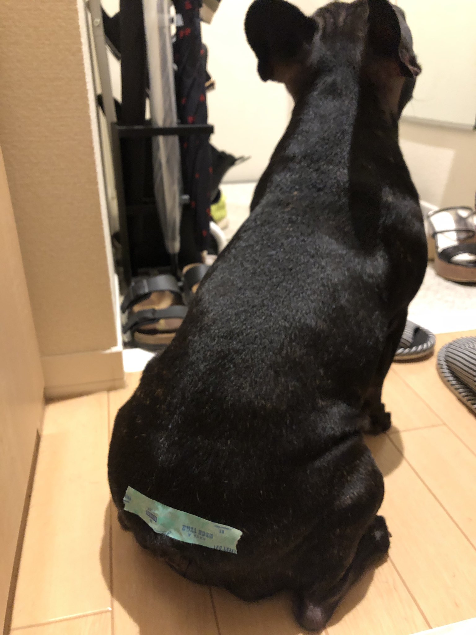 日本coser-いくみ – (193iKkyu3) [Twitter] (10.11.2022) [2476P116V-1.04GB]_第55集