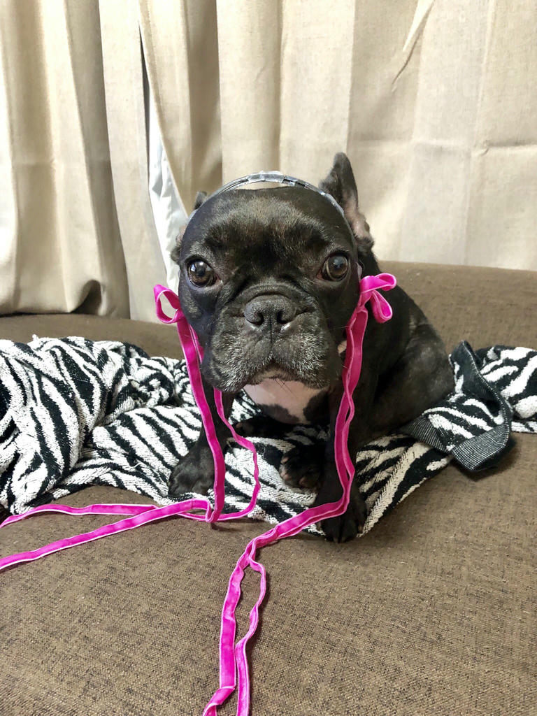 日本coser-いくみ – (193iKkyu3) [Twitter] (10.11.2022) [2476P116V-1.04GB]_第55集