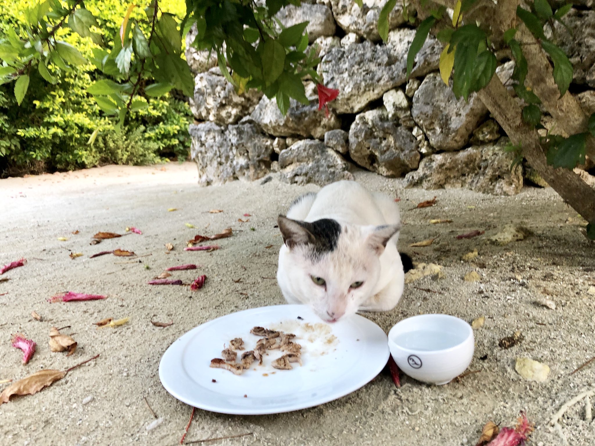 日本coser-いくみ – (193iKkyu3) [Twitter] (10.11.2022) [2476P116V-1.04GB]_第56集