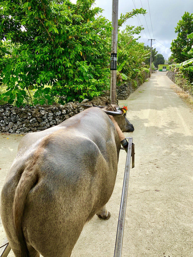 日本coser-いくみ – (193iKkyu3) [Twitter] (10.11.2022) [2476P116V-1.04GB]_第56集