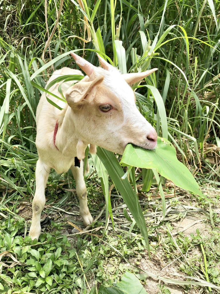 日本coser-いくみ – (193iKkyu3) [Twitter] (10.11.2022) [2476P116V-1.04GB]_第56集