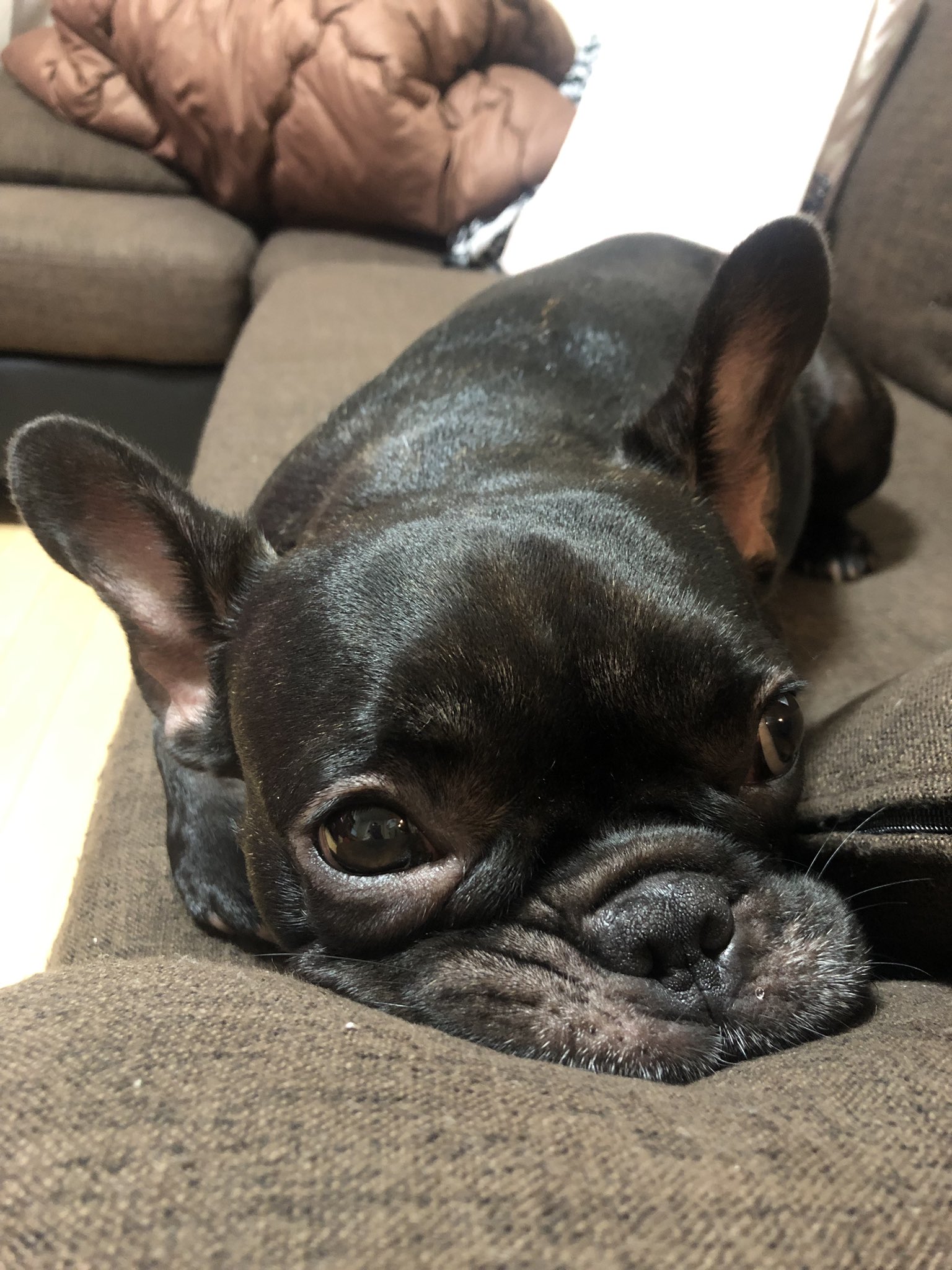 日本coser-いくみ – (193iKkyu3) [Twitter] (10.11.2022) [2476P116V-1.04GB]_第57集