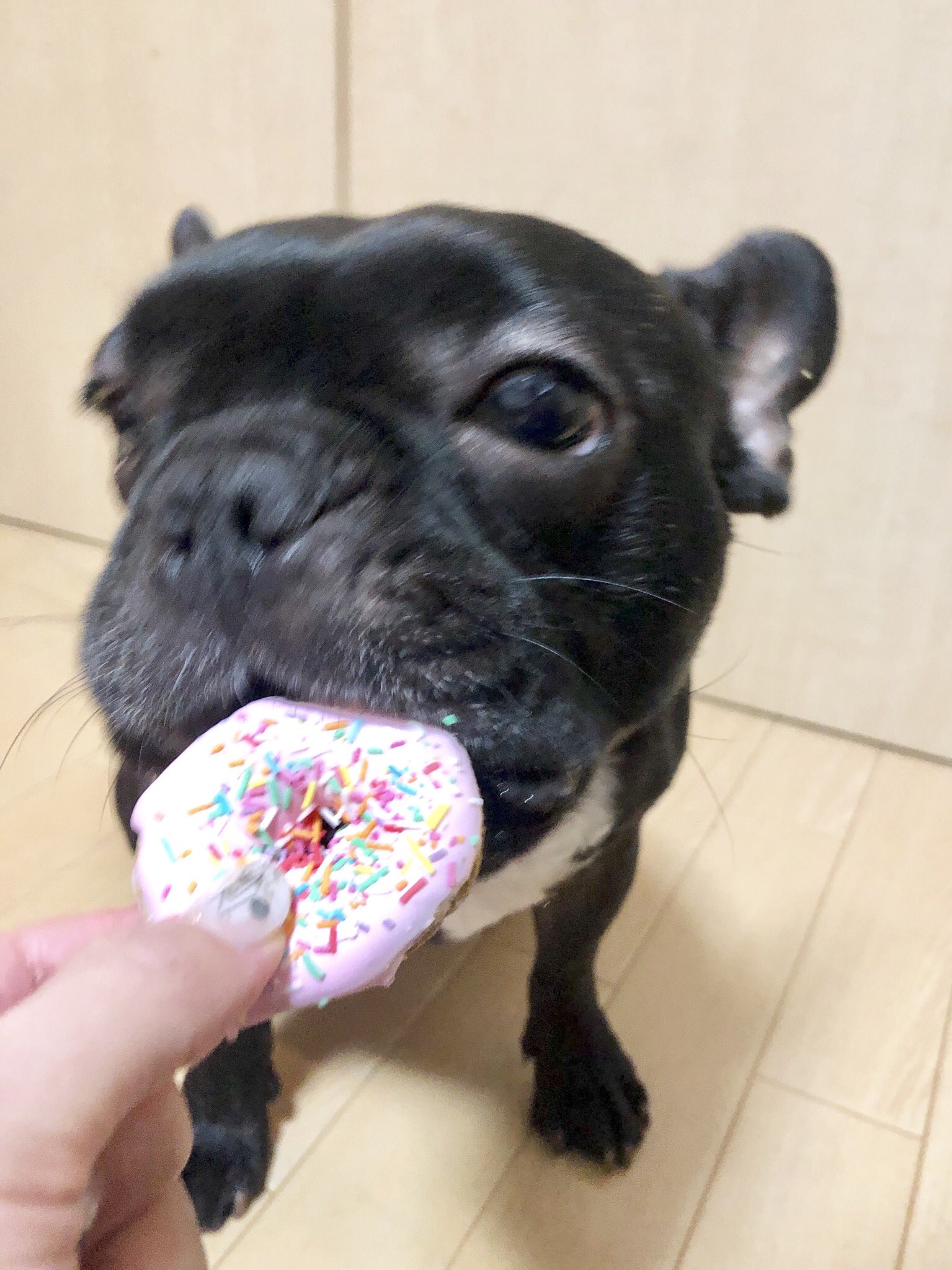 日本coser-いくみ – (193iKkyu3) [Twitter] (10.11.2022) [2476P116V-1.04GB]_第58集