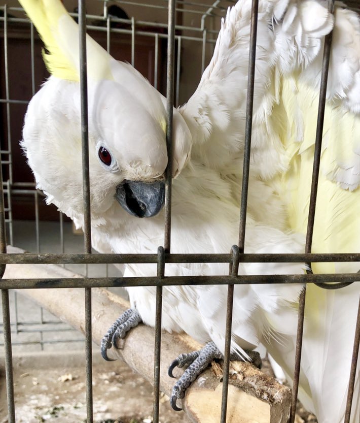 日本coser-いくみ – (193iKkyu3) [Twitter] (10.11.2022) [2476P116V-1.04GB]_第60集