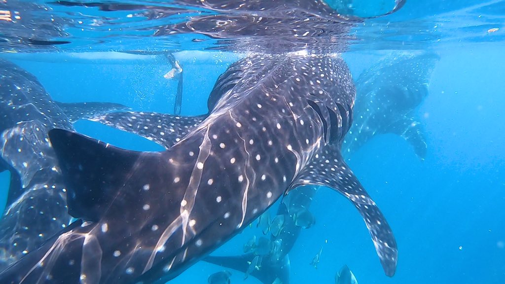 日本coser-いくみ – (193iKkyu3) [Twitter] (10.11.2022) [2476P116V-1.04GB]_第60集