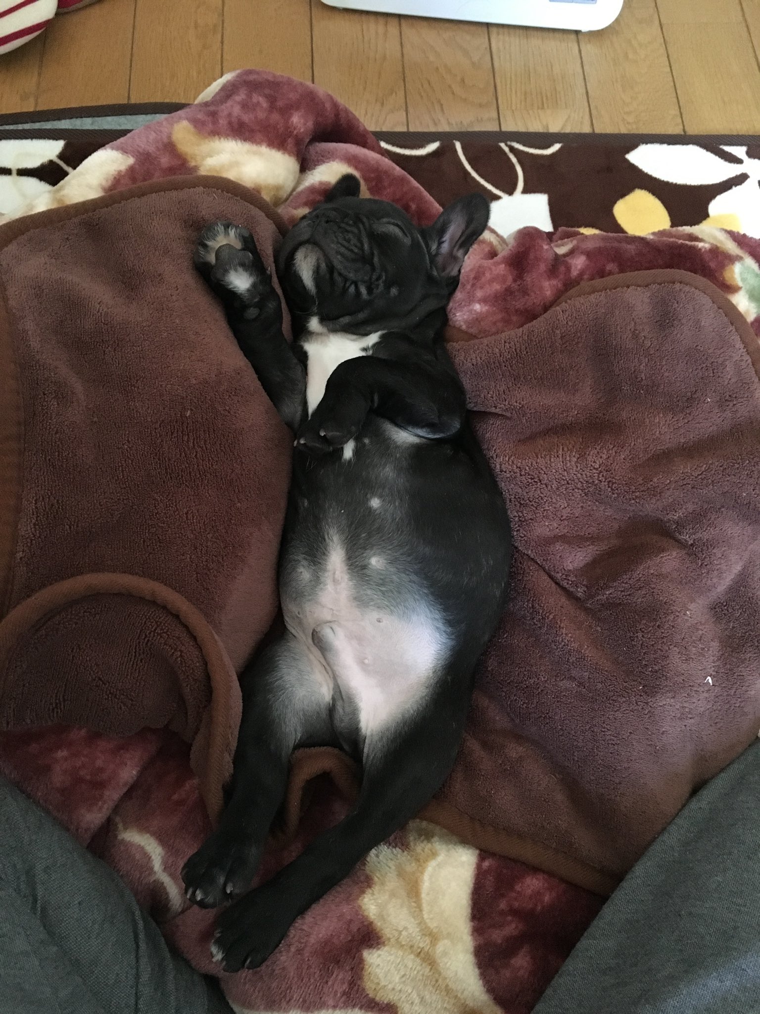 日本coser-いくみ – (193iKkyu3) [Twitter] (10.11.2022) [2476P116V-1.04GB]_第69集