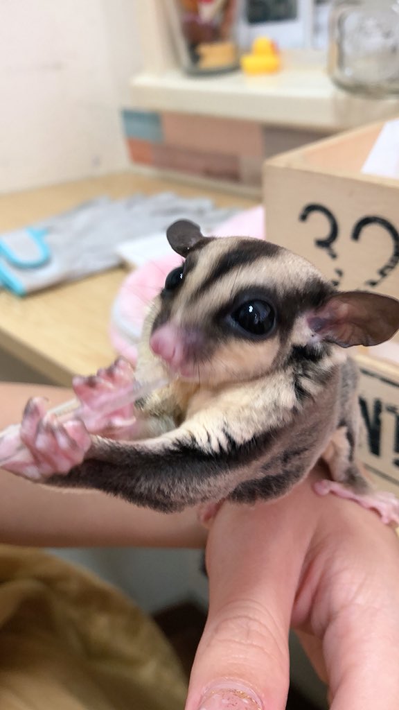 日本coser-いくみ – (193iKkyu3) [Twitter] (10.11.2022) [2476P116V-1.04GB]_第71集