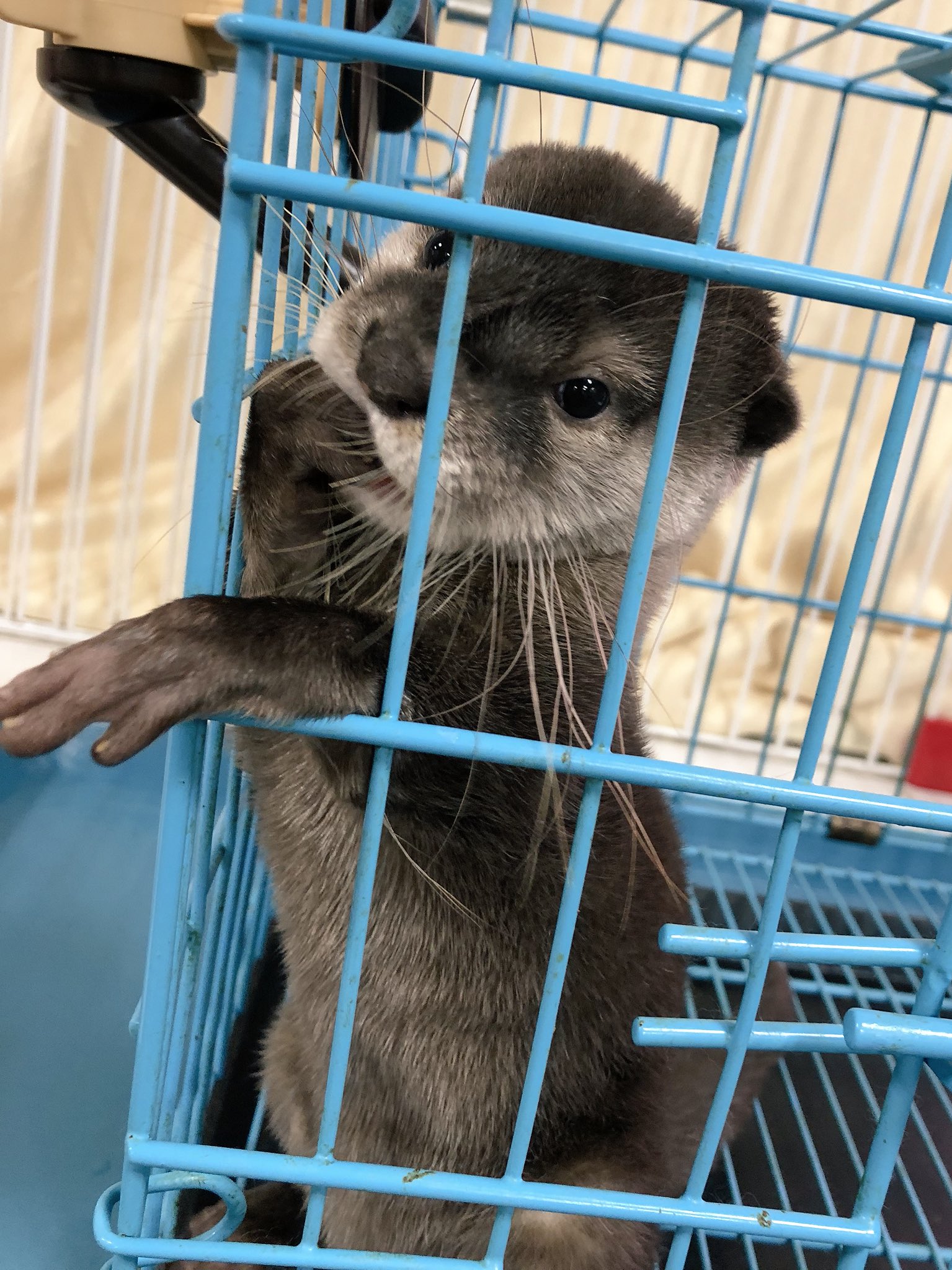 日本coser-いくみ – (193iKkyu3) [Twitter] (10.11.2022) [2476P116V-1.04GB]_第71集