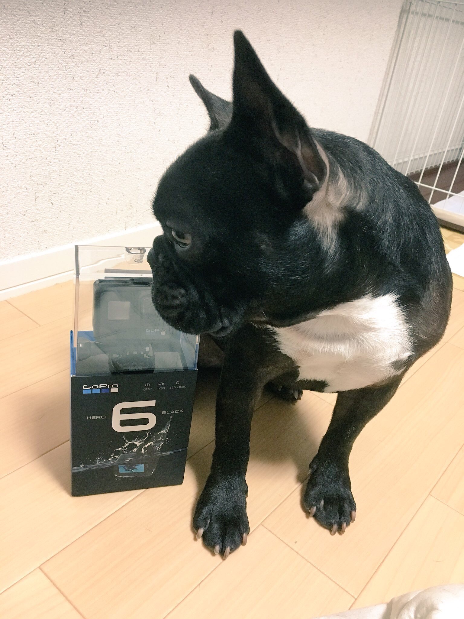 日本coser-いくみ – (193iKkyu3) [Twitter] (10.11.2022) [2476P116V-1.04GB]_第74集