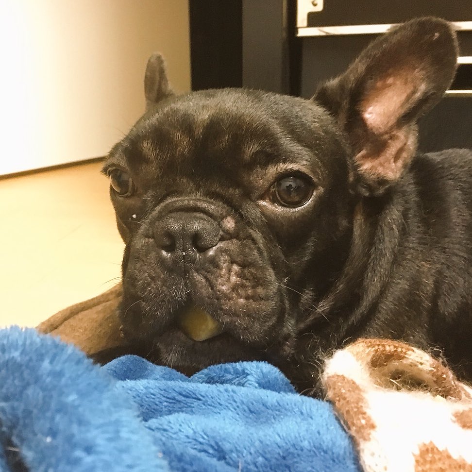 日本coser-いくみ – (193iKkyu3) [Twitter] (10.11.2022) [2476P116V-1.04GB]_第74集