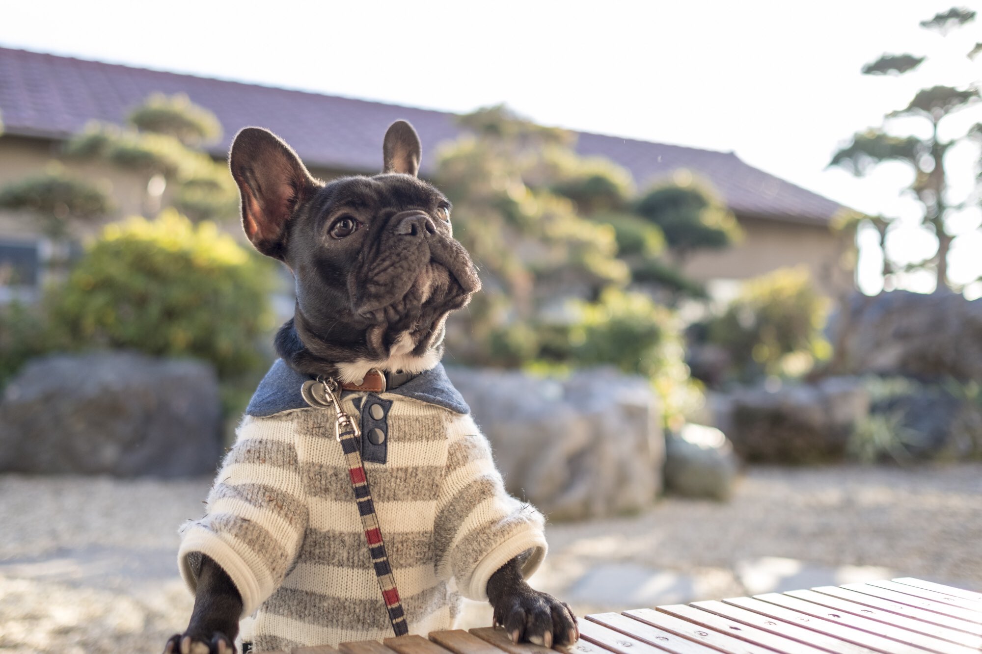 日本coser-いくみ – (193iKkyu3) [Twitter] (10.11.2022) [2476P116V-1.04GB]_第81集