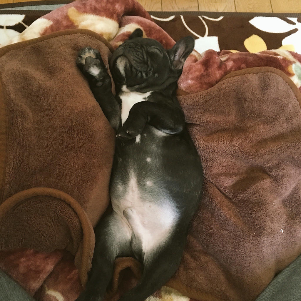 日本coser-いくみ – (193iKkyu3) [Twitter] (10.11.2022) [2476P116V-1.04GB]_第83集