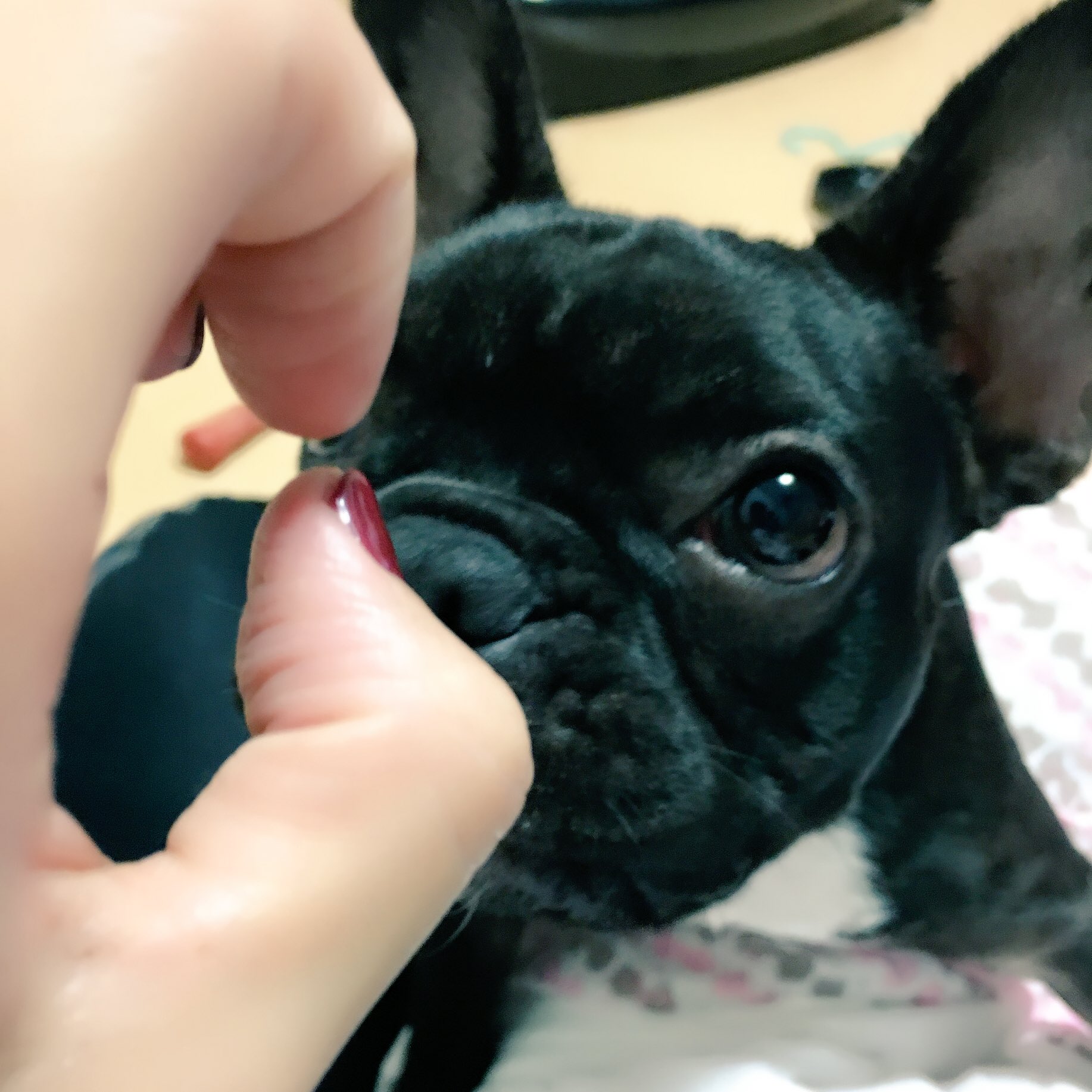 日本coser-いくみ – (193iKkyu3) [Twitter] (10.11.2022) [2476P116V-1.04GB]_第85集