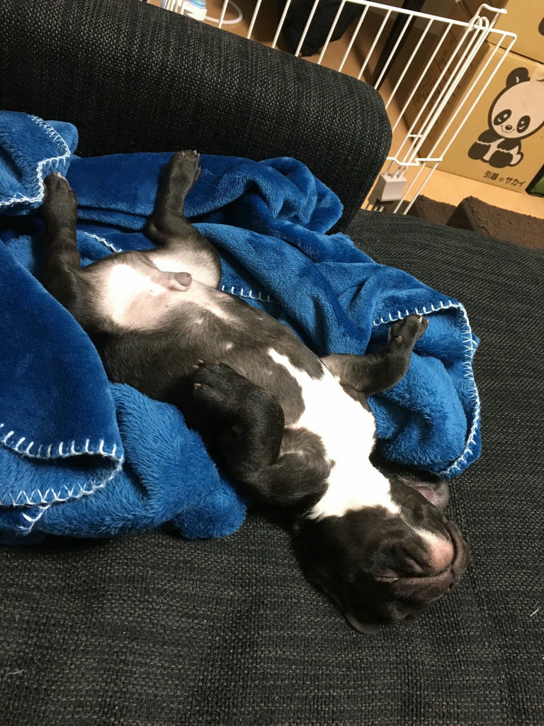 日本coser-いくみ – (193iKkyu3) [Twitter] (10.11.2022) [2476P116V-1.04GB]_第96集