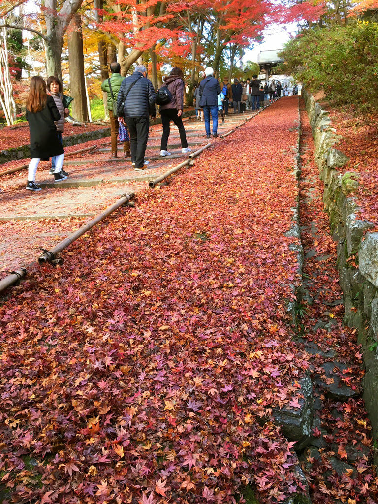 日本coser-いくみ – (193iKkyu3) [Twitter] (10.11.2022) [2476P116V-1.04GB]_第99集