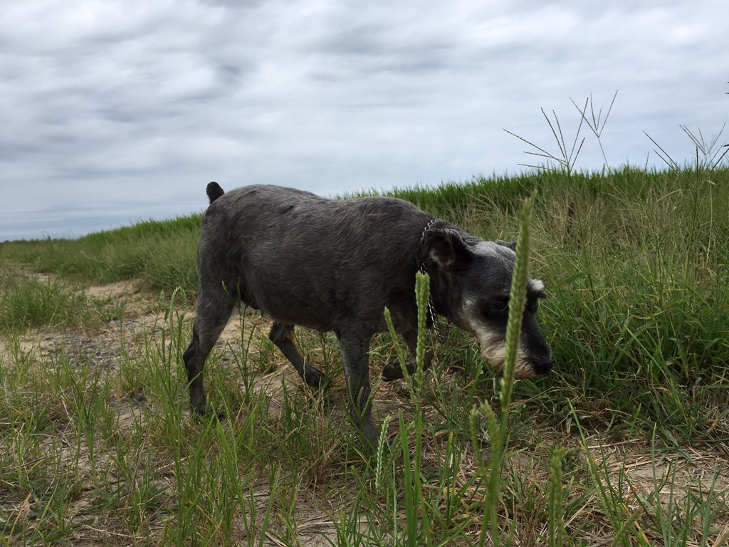 日本coser-いくみ – (193iKkyu3) [Twitter] (10.11.2022) [2476P116V-1.04GB]_第102集