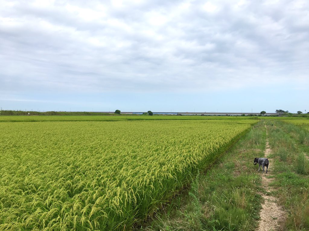 日本coser-いくみ – (193iKkyu3) [Twitter] (10.11.2022) [2476P116V-1.04GB]_第102集