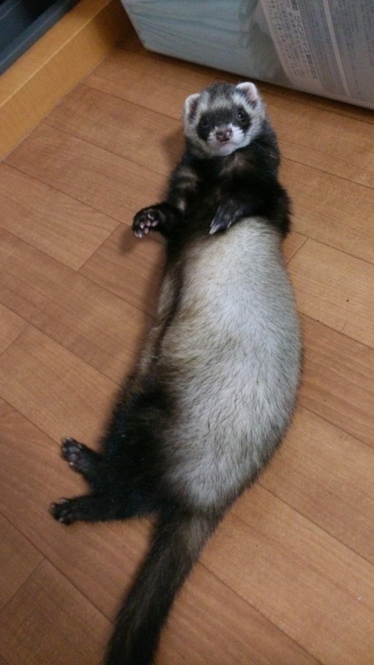 日本coser-いくみ – (193iKkyu3) [Twitter] (10.11.2022) [2476P116V-1.04GB]_第105集